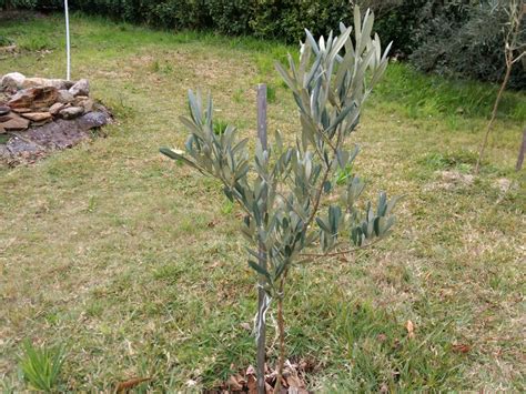 My Edible Fruit Trees Olive Trees Nsw