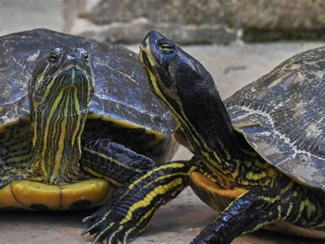 Male Vs Female Yellow Bellied Slider Turtle How To Tell The Gender