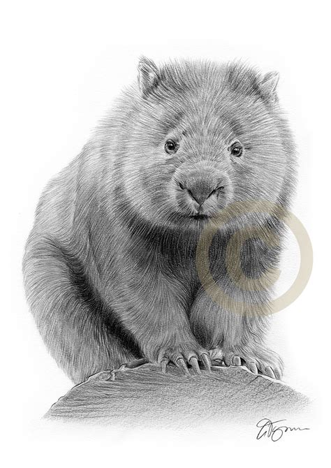 Wombat Pencil Drawing Print Wildlife Art Artwork Signed By Etsy Uk