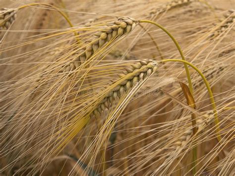 Ripening Barley Stock Photo Image Of Arable Crops Texture 20009166