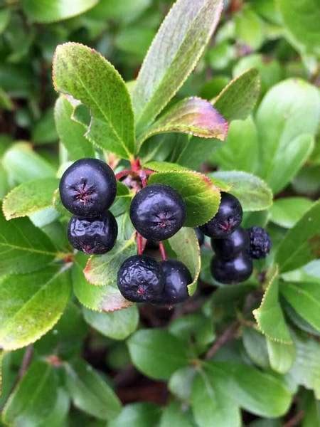 As cute as a button yet tough as nails, low scape mound ® aronia is an innovative dwarf selection that may be the closest thing yet to a perfect landscape plant. Product Viewer - Aronia Low Scape Mound