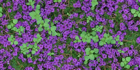 Moss Verbena Care Everything You Need To Know Gfl Outdoors