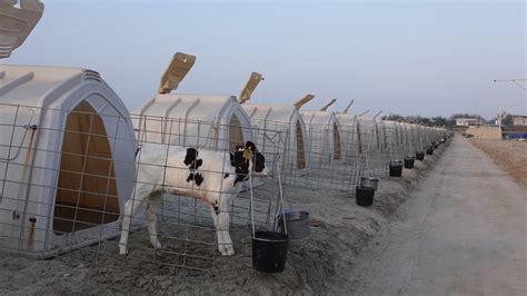 Feeding 14 Billion Inside Chinas Largest Dairy Farm China Story