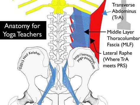 Thoracolumbar Fascia Yoga Anatomy Yoga Teachers Anatomy