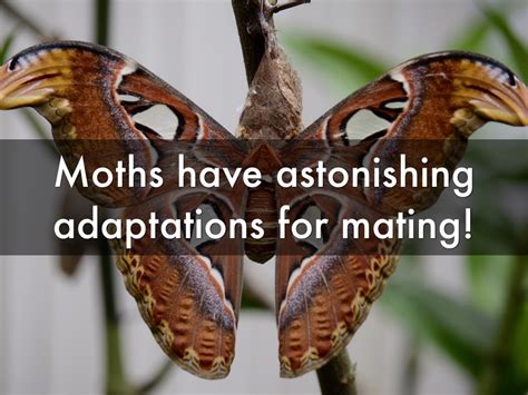 Moth Mating And Pheromones By Aubrey Rentzel