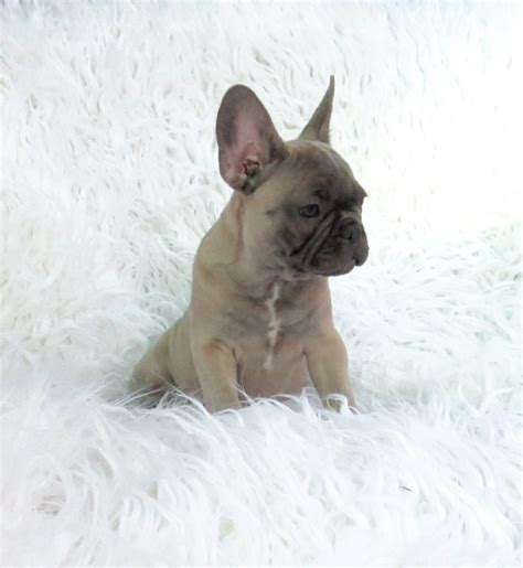 These pups look absolutely amazing and have the. Blue French Bulldog Puppies for Sale - Breeding Blue ...