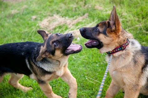6 Reasons German Shepherds Mouth And How To Stop It World Of Dogz