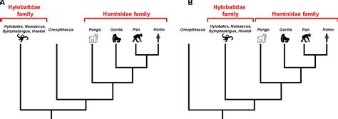 Evolution Mapping The Ancestry Of Primates Elife