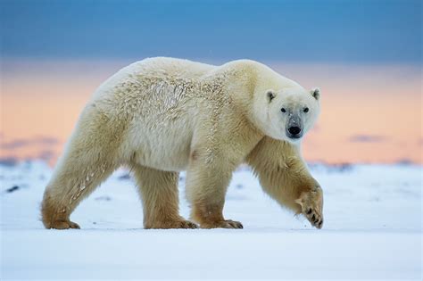 Download Snow Animal Polar Bear Hd Wallpaper