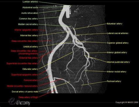 Angiography Angiogram Adapted From Angioct Showing All Pelvic