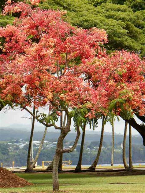 Flowering Trees Of Hawaii This Hawaii Life