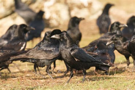 Group Of Black Crows Stock Photo Image Of Birdwatching