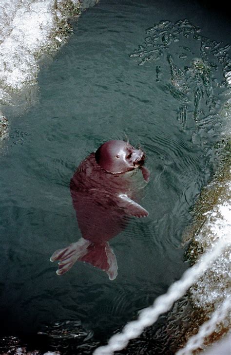 The Baikal Seal Nerpa Living In Lake Baikal Siberia Russia