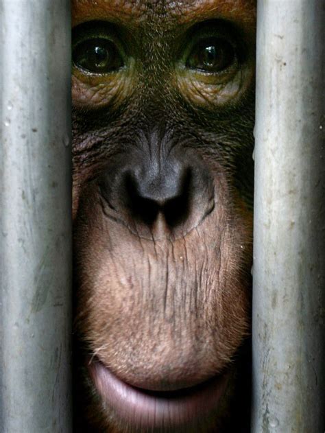 A Sumateran Orangutan Pongo Abelii Stares From Behind Its Cage In