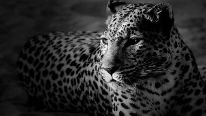 Jaguar Wildlife Animal Wild Animals 10wallpaper Et