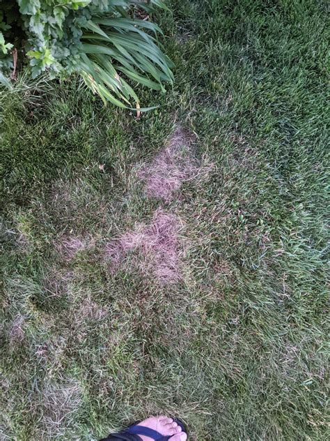 Brown Spots In Lawn Fungus Grub Damage Lawncare
