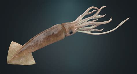 How Long Is A Giant Squid ~ institutedesignart