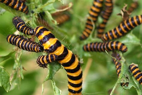 Black And Yellow Caterpillars Flickr Photo Sharing