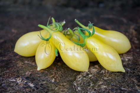 Orange Caprese Tomato Vertiloom