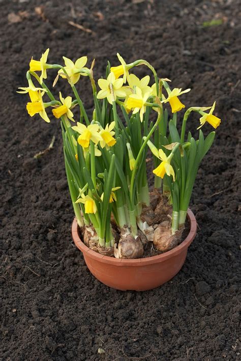 The plant with female flowers can form fruit, but only if a male plant is nearby for this to occur. Transplanting Container Grown Daffodils - How To ...