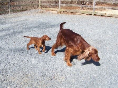 The smyth irish setter is top dog in the line of irish setters, offering quality and style. Shadowmere Irish Setters, Tobaccoville, North Carolina | Irish Setters | Pinterest | Irish ...