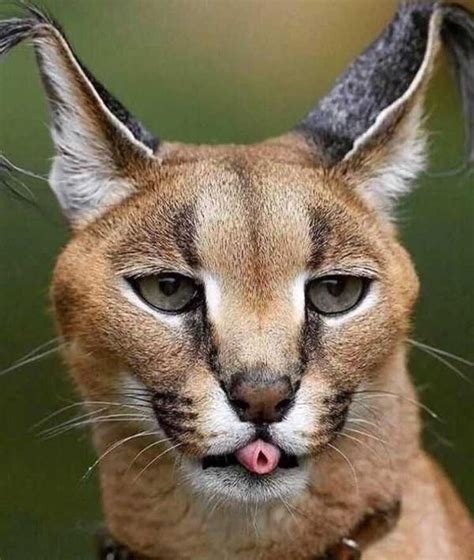 Is It Legal To Have A Caracal Cat As A Pet Catman