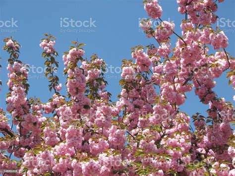 Cherry Blossoms Brooklyn Botanical Gardens New York Stock Photo