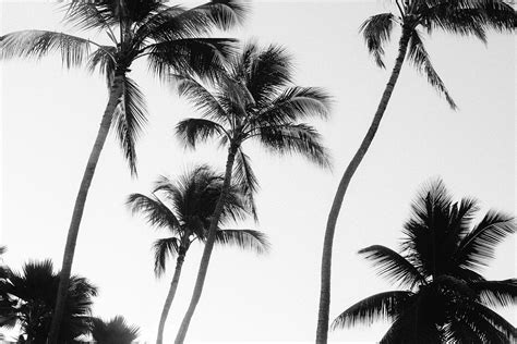 Black And White Palm Trees Nature Stock Photos ~ Creative Market