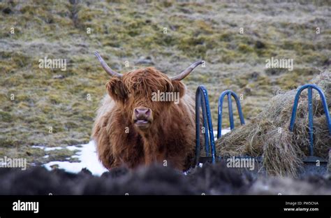 Scottish Highland Cattle At The Isle Of Skye Highlands Of Scotland