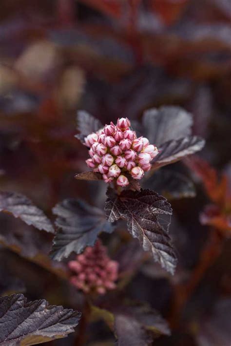 Physocarpus Opulifolius Fireside Ninebark Salzsieder Nursery