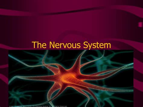 Ppt The Nervous System Powerpoint Presentation Free Download Id874223