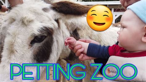 Petting Zoo Fun On The Farm 🐴 Youtube