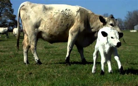 Vacas Blancas Y Ternero Blanco Vacas Ternero Animales Fondo De