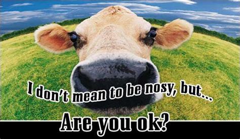 Free Are You Ok Ecard Email Free Personalized Care And Encouragement Cards Online Cow Pictures
