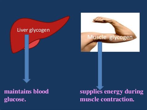 Exercise, diet and body weight influence glycogen storage, so trained athletes may have up to 700 grams of glycogen stored in their muscles, according to the december 2015 issue of. Carbohydrate metabolism