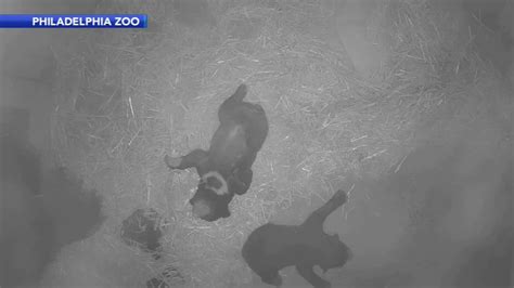 Philadelphia Zoo Wants Your Help Naming 2 Adorable Sloth Bear Cubs
