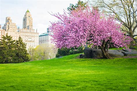 Cherry Blossom En Central Park Una Maravillosa Explosión De Color