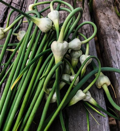 Lacto Fermented Garlic Scapes Traditional Pickled Garlic Scapes