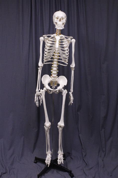 life size human skeleton with stand dapper cadaver props