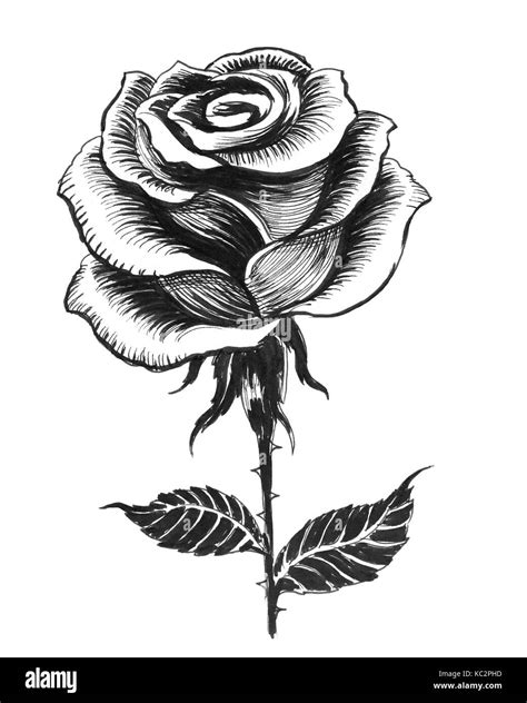 Black And White Rose Original Ink Drawing Ink Art And Collectibles Jan