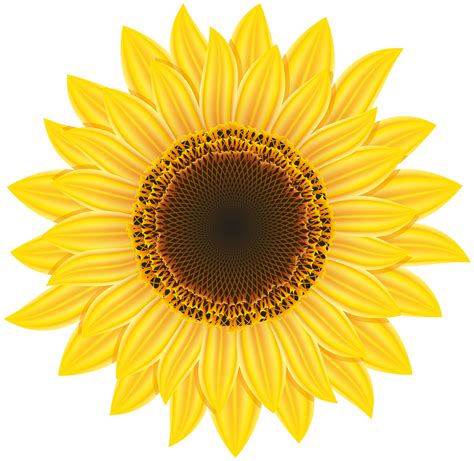 Transparent Background Sunflower Clipart Png 10 Free Cliparts