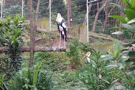 Kl tower mini zoo, kuala lumpur, malaysia. Teruntum Mini Zoo