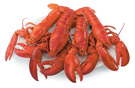 Fresh Live 1 Lb Lobsters 12 Pack Maine Lobster Direct