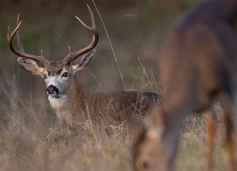 Hunting Deer In Mating Season Helps Make It One Of The Best Years Wsj