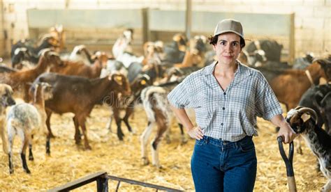 Hispanic Female Worker Of Livestock Farm Standing In Goat Shelter Stock