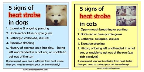 Dog Heat Stroke Signs