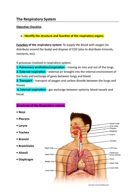 Respiratory System Lecture Notes 9 The Respiratory System Objective