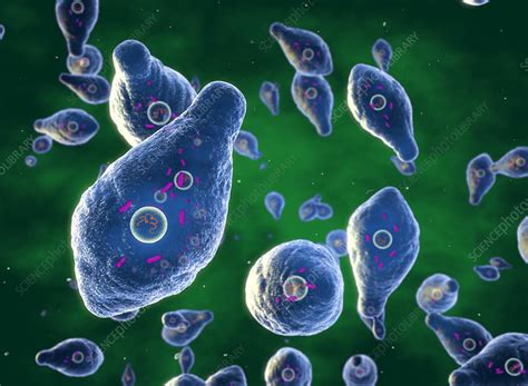 Clostridium Botulinum Bacteria Illustration Stock Image F0297926
