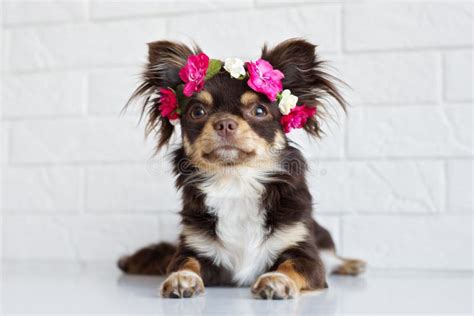 Chihuahua Dog In A Flower Crown Stock Image Image Of Fluffy