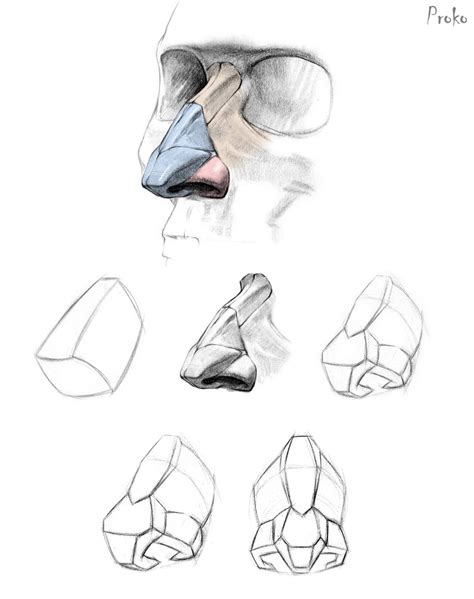 Proko How To Draw A Nose Anatomy And Structure Youtube